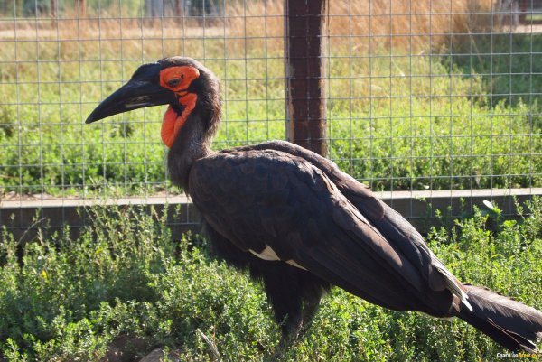 Калуга птичий парк