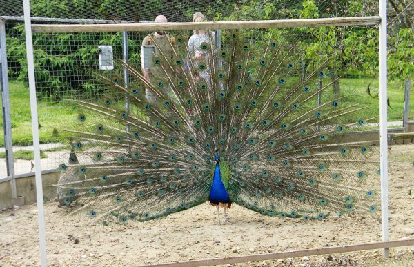 Птичий парк в Калужской области