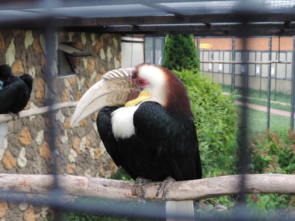 Парк птиц воробьи