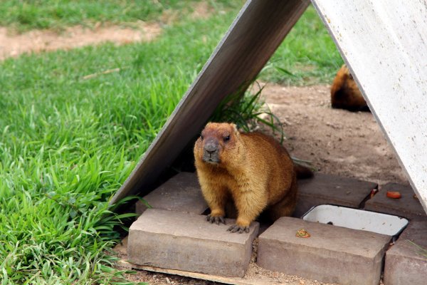 Парк птиц воробьи