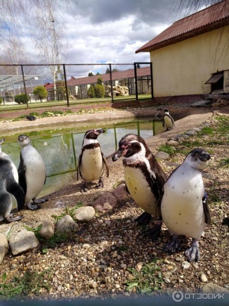 Парк птиц воробьи