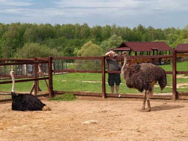 Парк птиц воробьи Московская область