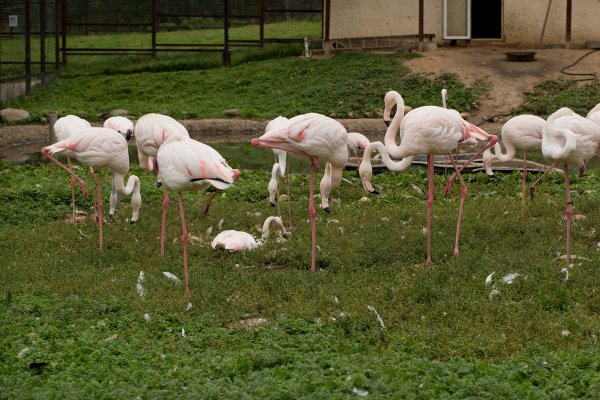 Птичий парк Серпухов