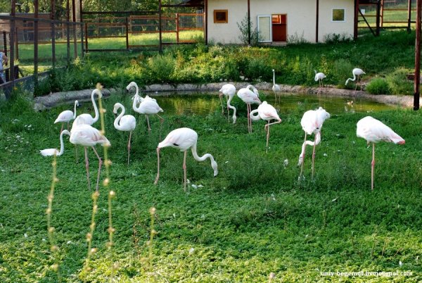 Парк птиц Наро-Фоминский район
