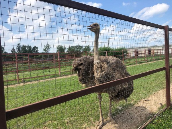 Парк птиц Наро-Фоминский район