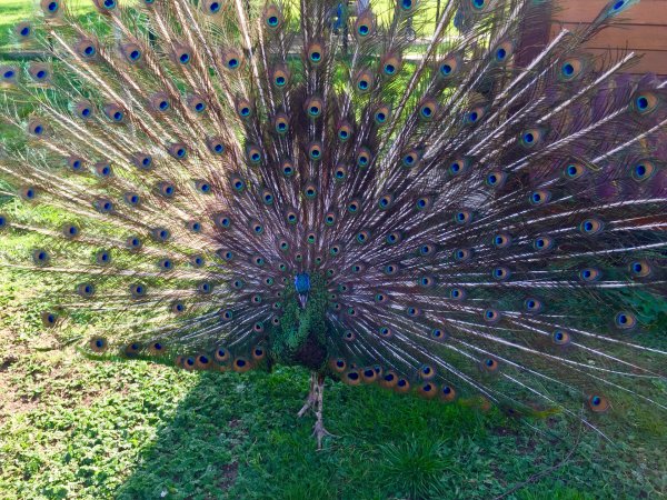 Птичий парк в Калужской области