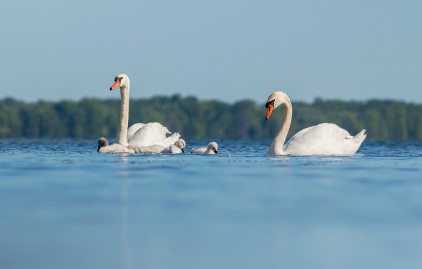 Лебедь с птенцами