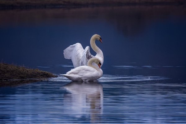 Лебединый берег