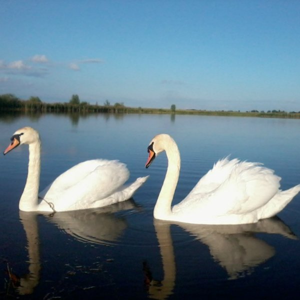 Лебеди белые на озере