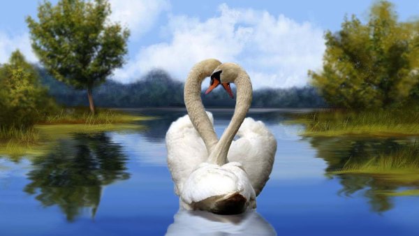 Лебеди любовь озеро