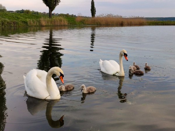 Лебединый пруд Елагин остров