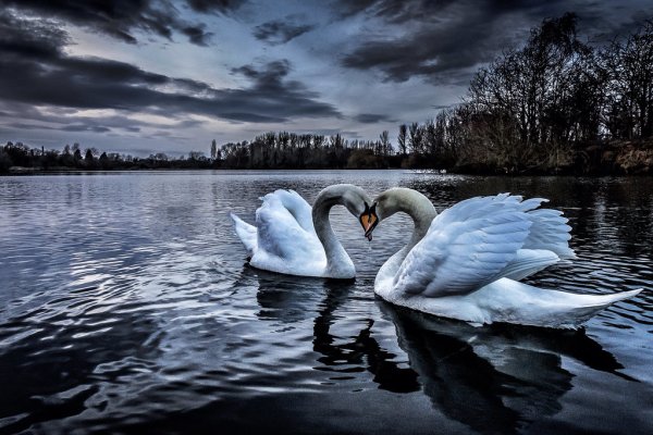 Парочка лебедей