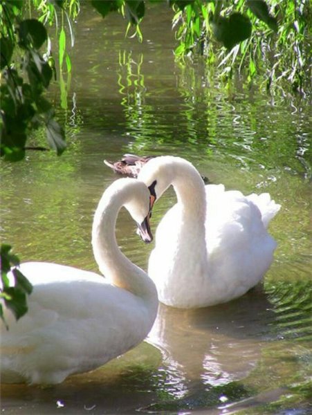 Пара лебедей
