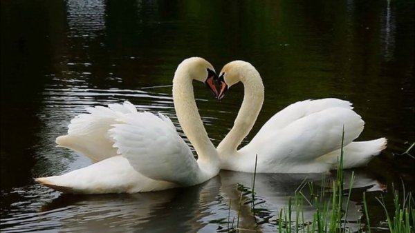 Лебедь-символ красоты и верности