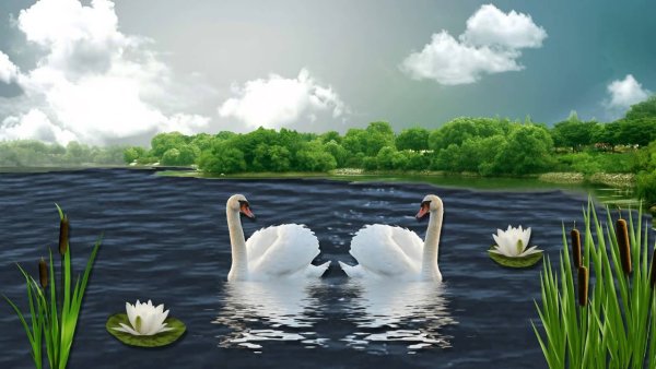 Лебеди на озере с кувшинками