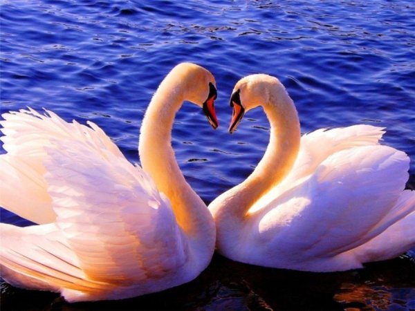 Влюбленные лебеди