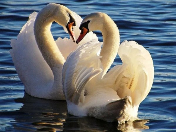Пара лебедей
