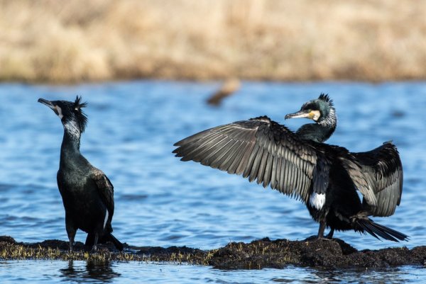 Баклан Таймыр