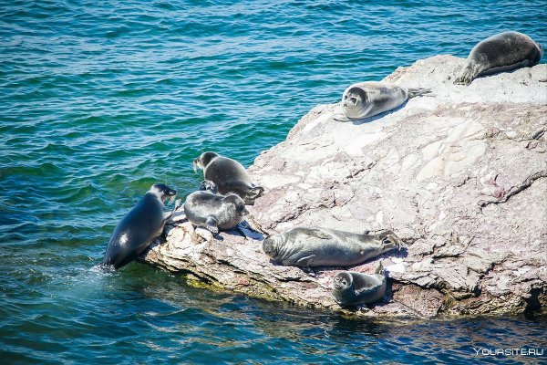 Байкальская Нерпа Ушканьи острова