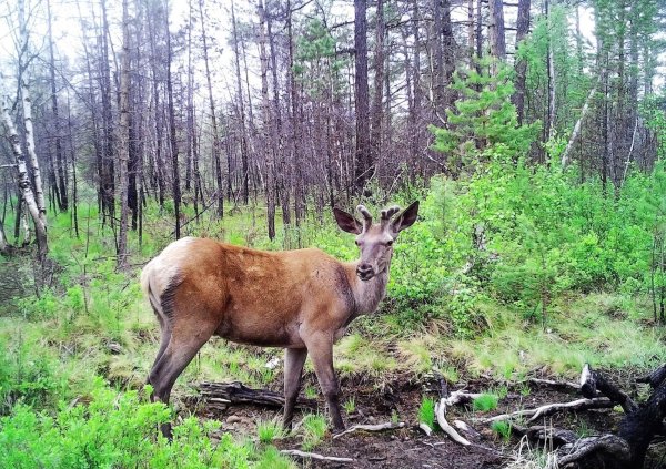 Забайкальский национальный парк