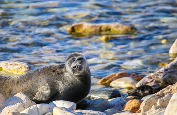 Ушканьи острова Забайкальского национального парка