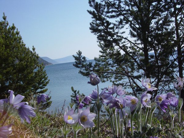Забайкальский национальный парк Флора