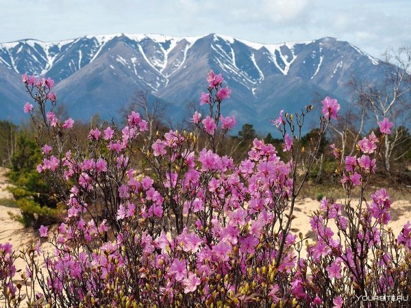 Поляна рододендронов красная
