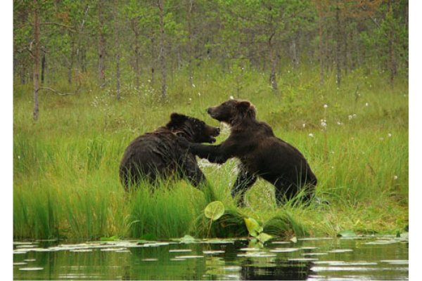 Нарочанский национальный парк животные