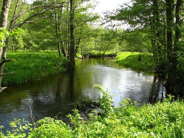 Белоруссия парк Припятский