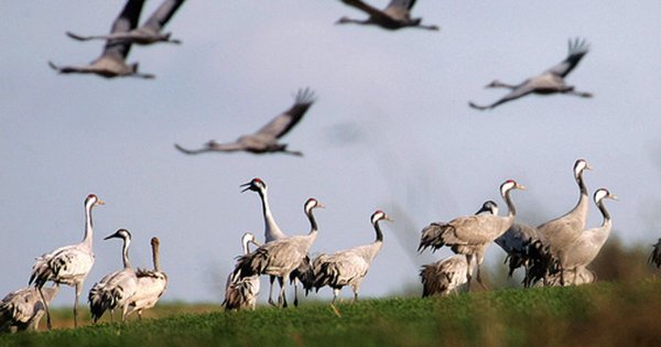 Нарочанский национальный парк животные