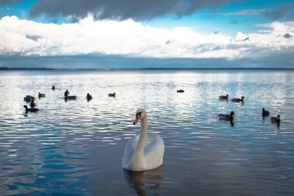 Нарочь лебеди