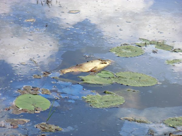 Загрязнённые водоёмы