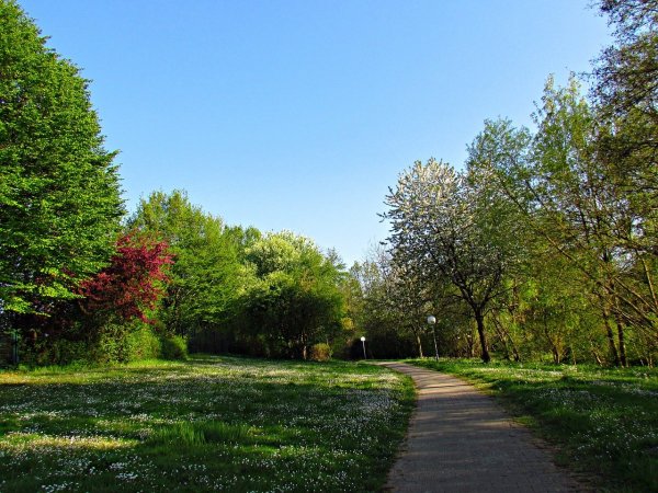 Лесопарк Рязань весной