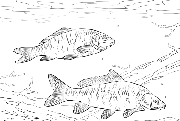 Раскраска Пресноводные рыбы