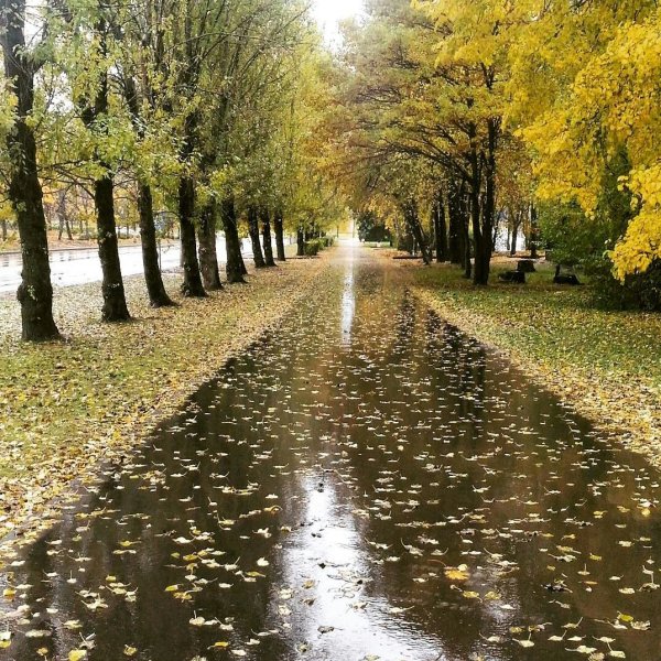 Осенний дождь в городе