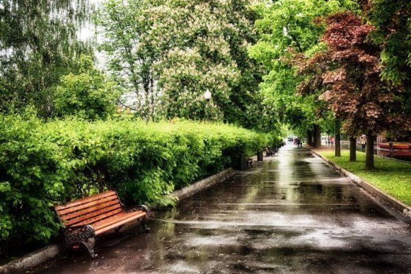 Дождь в парке