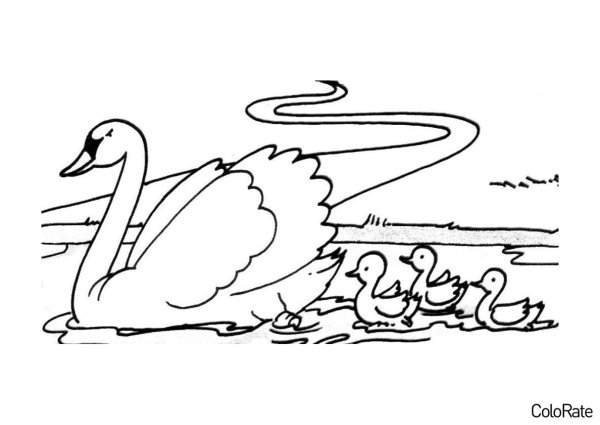 Стая лебедей раскраска