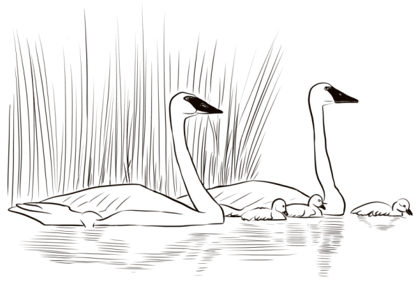 Лебедь раскраска