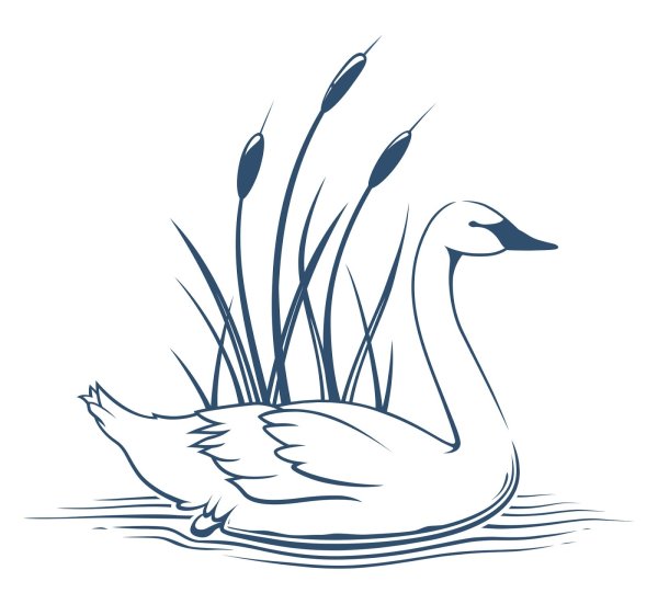 Лебедь в камышах раскраска