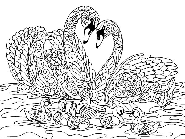 Красивый лебедь раскраска