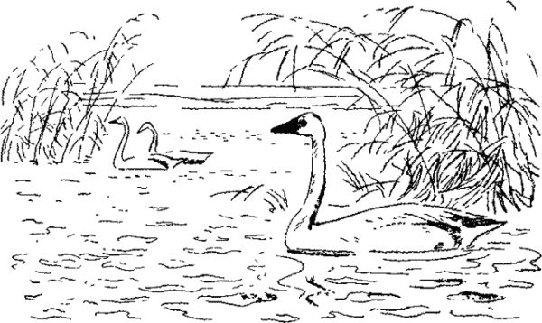 Раскраска лебеди на озере
