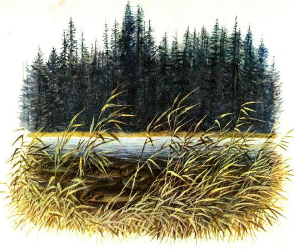 Виктор Астафьев Васюткино озеро иллюстрации