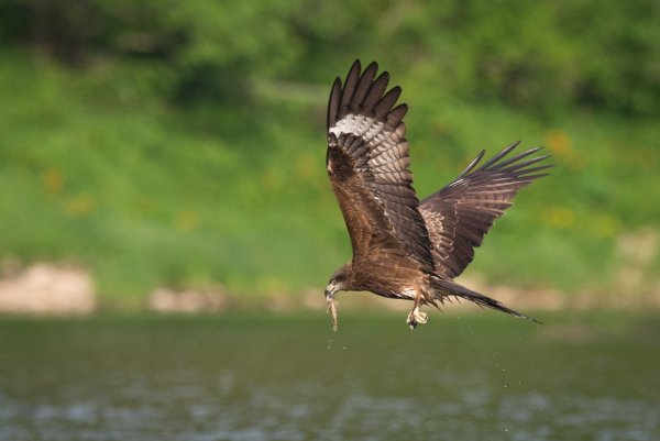 Шорский национальный парк животные