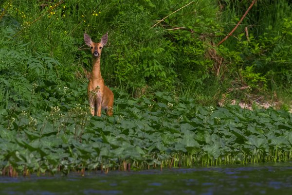 Шорский национальный парк Флора