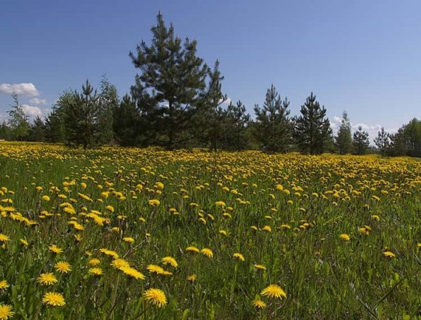 Валдайский национальный парк растения