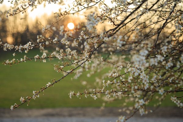 Ранняя Весна солнце