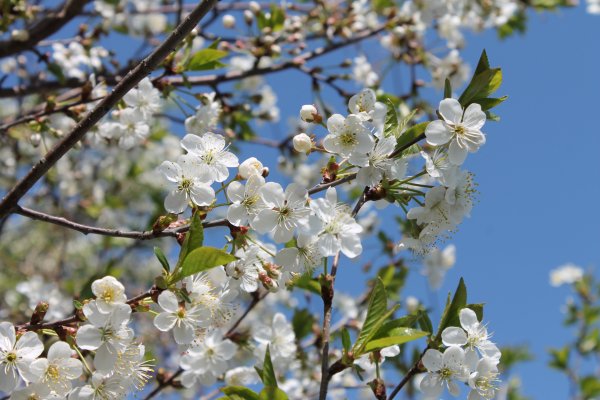 Теплая Весна