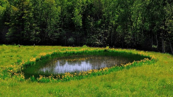 Участок Фореста Лесная Поляна