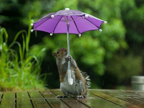 Белка под зонтиком под дождем