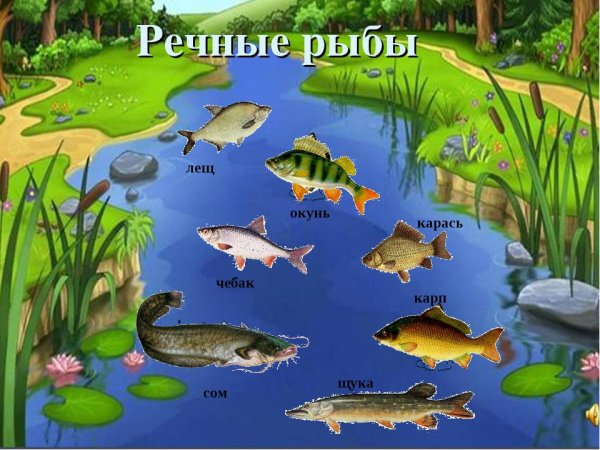 Обитатели рек и озер для детей